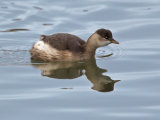 Little Grebe/Dabchick