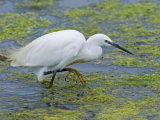 Little Egret