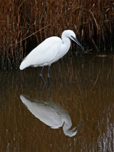 Little Egret