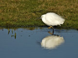 Little Egret