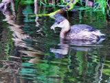 Little Grebe