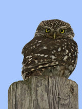Little Owl
