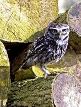 Little Owl