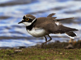 Little Ringed Plover