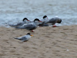 Little Tern