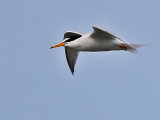 Little Tern
