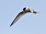 Little Tern