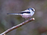 Long-tailed Tit