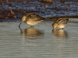 Long-billed Dowitcher