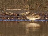 Long-billed Dowitcher
