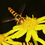 Sphaerophoria scripta