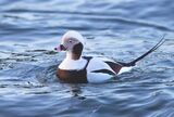 Long-tailed Duck