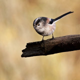 Long-tailed Tit (Aegithalos caudatus)