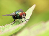 Lucilia cuprina