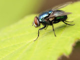 Lucilia cuprina