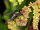 Lucilia sericata