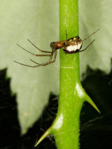 Linyphia triangularis