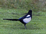Magpie (Pica pica)