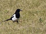 Magpie (Pica pica)