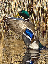 Mallard