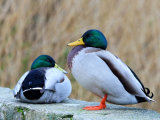 Mallards
