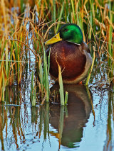 Mallard