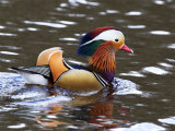 Mandarin (Aix galericulata)