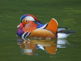 Mandarin (Aix galericulata)