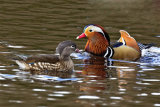 Mandarin (Aix galericulata)