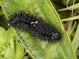 Marsh Fritillary Caterpillar