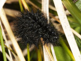 Marsh Fritillary Caterpillar