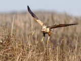 Marsh Harrier