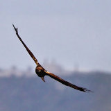 Marsh Harrier