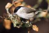 Marsh Tit (Parus or Poecile palustris)