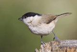 Marsh Tit (Parus or Poecile palustris)