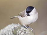 Marsh Tit