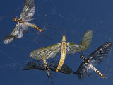 Ephemera danica
