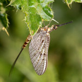 Mayflies