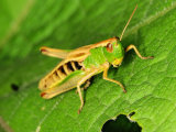 Meadow Grasshopper
