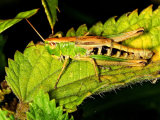 Meadow Grasshopper