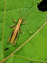 Meadow Grasshopper