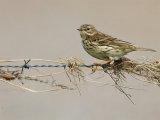 Meadow Pipit (Anthus pratensis)