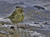 Meadow Pipit (Anthus pratensis)
