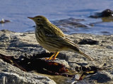 Meadow Pipit