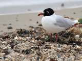 Mediterranean Gull