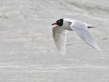 Mediterranean Gull