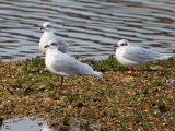 Mediterranean Gull