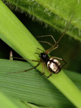 Microlinyphia pusilla