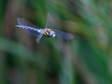 Migrant Hawker