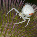 Misumena vatia